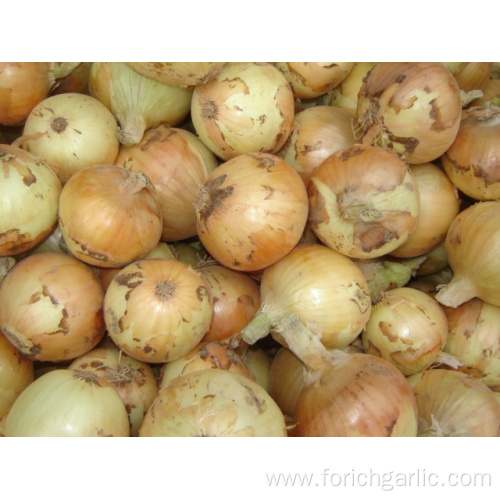 Fresh Yellow Onion In High Quality